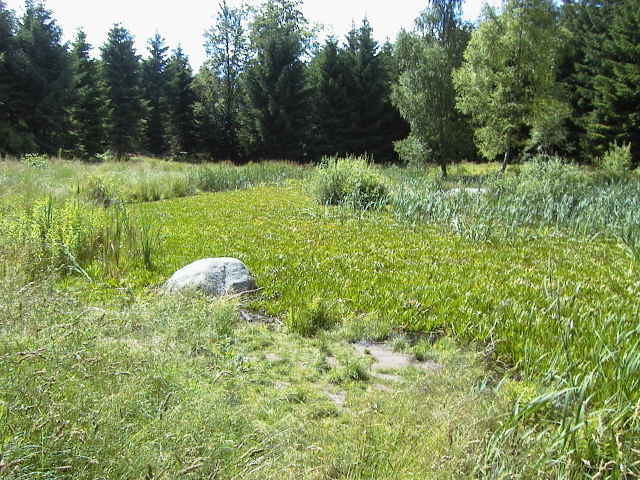 Hel sø tilgroet